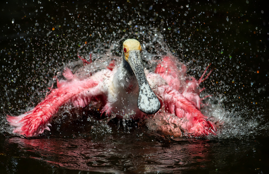 Roseate Spoonbill