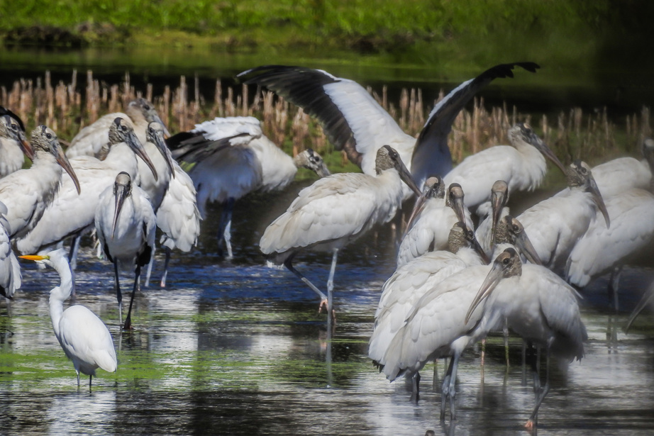 Woodstorks