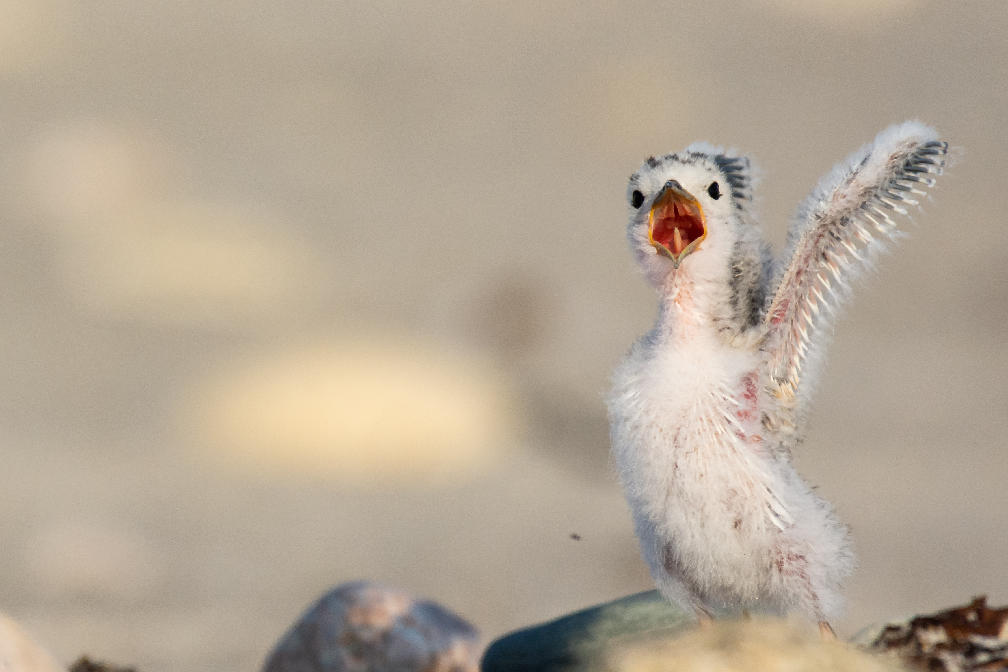 Least tern chick