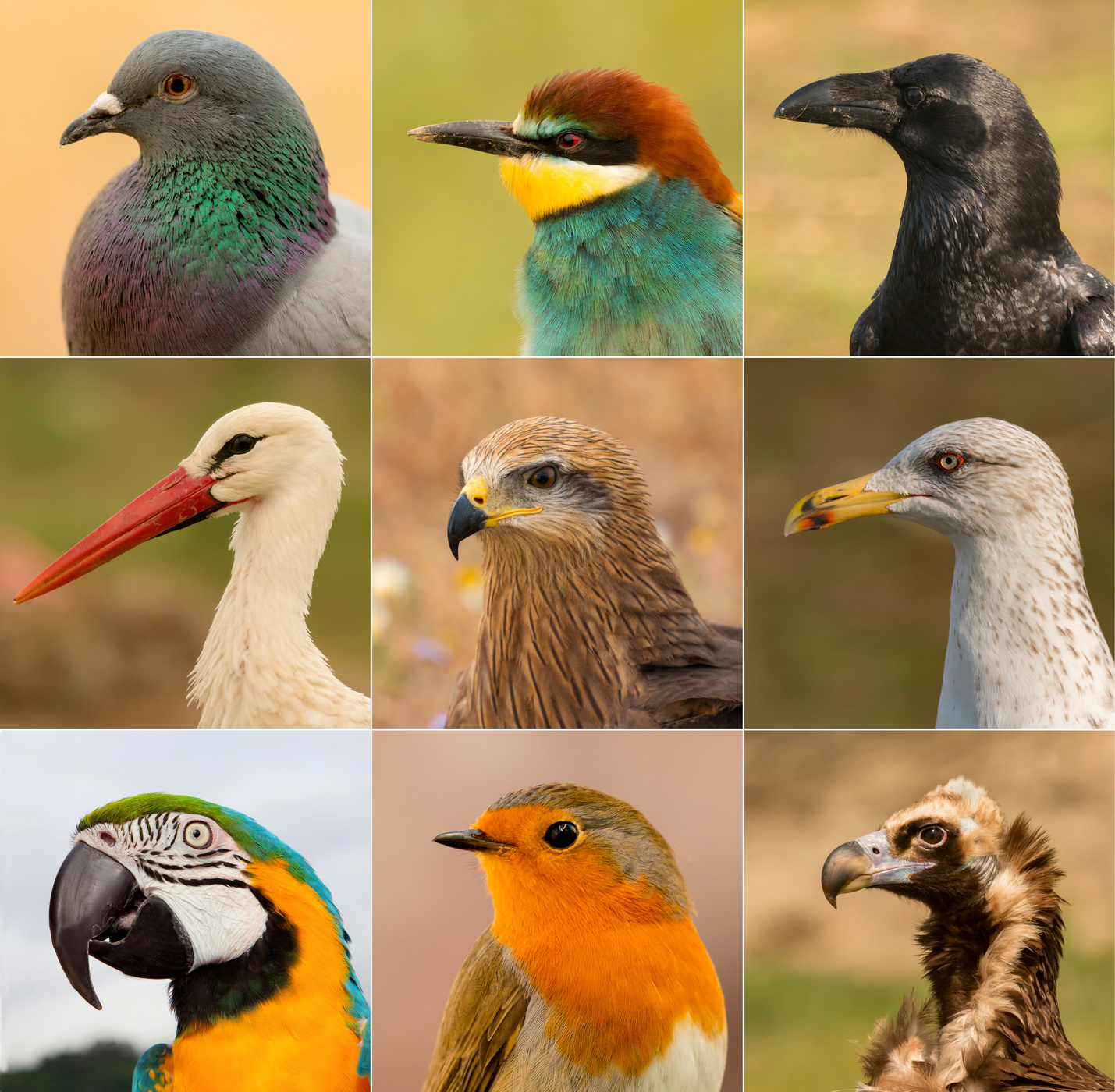Collage with differents birds