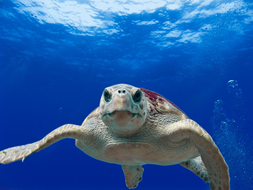 Sea Turtle in Blue Water