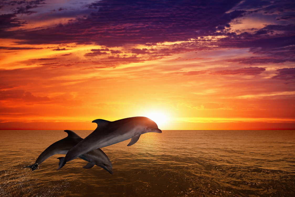 Two dolphins jumping in the sunset