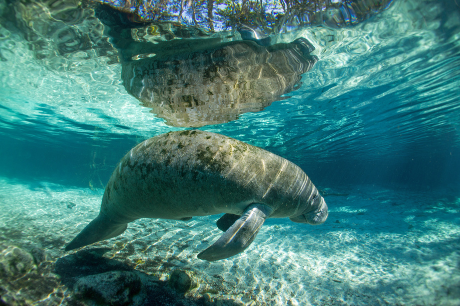 Manatee 3