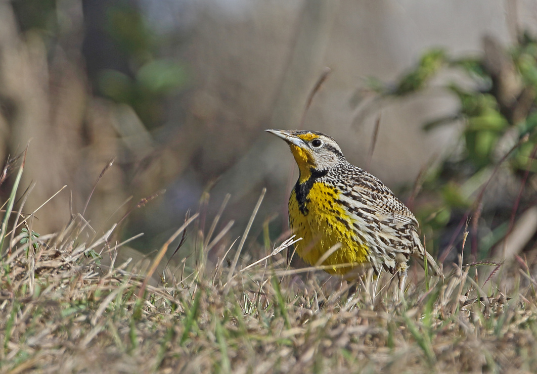 Eastern Meadowlark