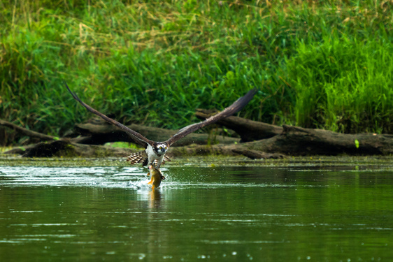 Osprey Fishing