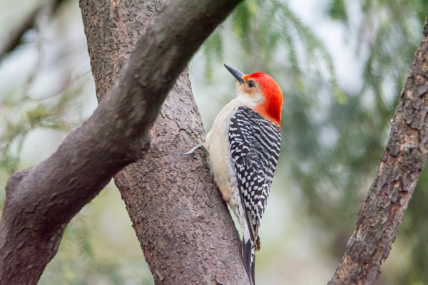 Red-bellied Woodpecker