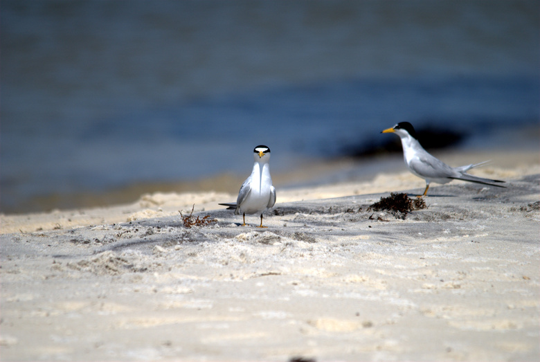 Least tern pair