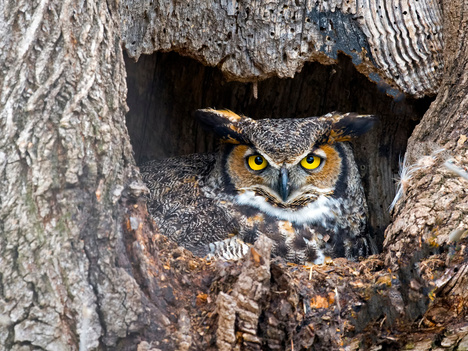 Great Horned Owl in Nest